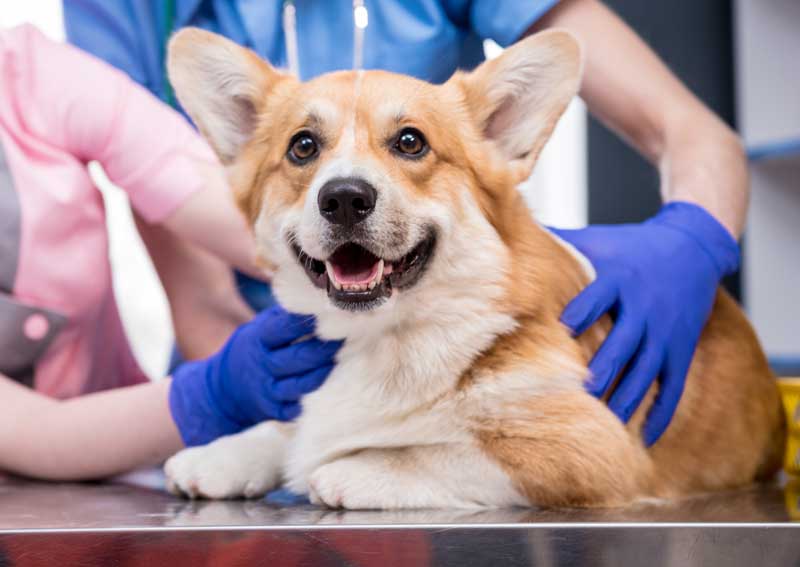 Carousel Slide 2: Dog veterinary care